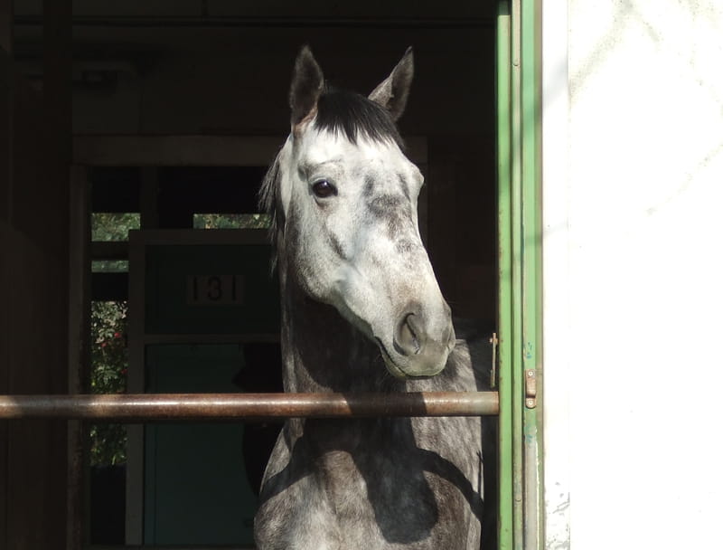 馬のバストアップの写真