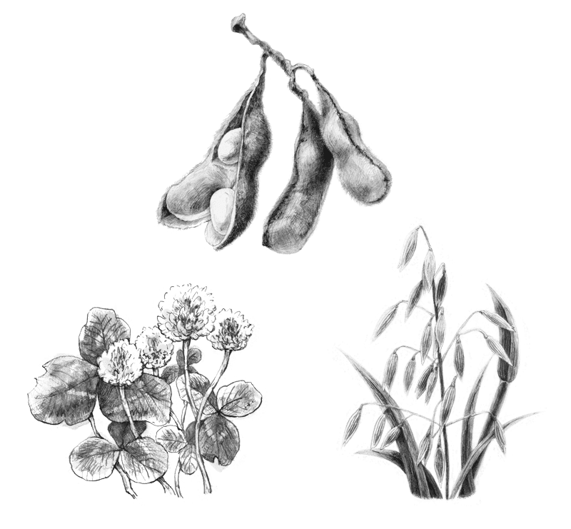 クローバー、燕麦、大豆の精細な鉛筆スケッチ